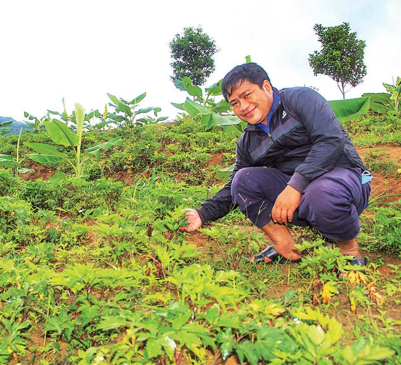Mô hình hồng đẳng sâm trồng xen chuối trên đất đồi mang lại hiệu quả kinh tế cao cho người dân xã Đăk Kôi.
