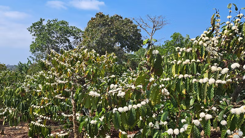 Ảnh: SNV Việt Nam.