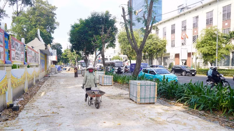 Nhiều cây lim xẹt trên vỉa hè đường Nguyễn Thị Minh Khai, Quận 1 bị cắt gọt tán. (Ảnh: THẾ ANH)