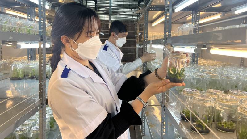 Sản xuất cây giống ứng dụng công nghệ cao tại Bến Tre.
