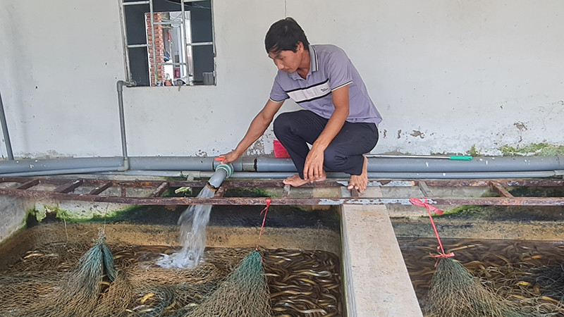 Nhiều cơ sở nuôi lươn sử dụng khối lượng lớn nước ngầm nhưng chưa được cấp giấy phép khai thác.