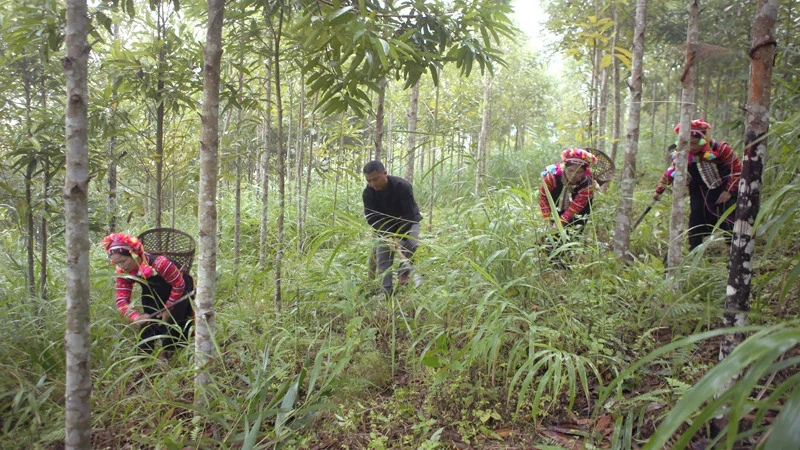 Ảnh minh họa: TUẤN THỊNH