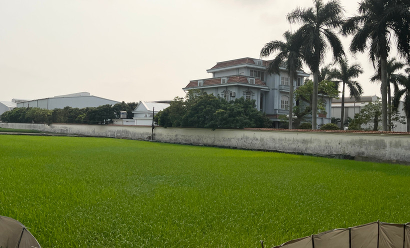 Lúa và rau mầu bên cạnh Công ty Thương mại Tuấn Tú phát triển bình thường và xanh tốt.