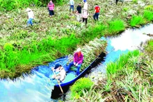 Thu hoạch lá dứa về chế biến thành tơ sợi dệt vải.