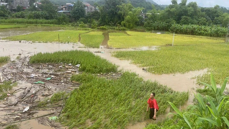 Mưa lũ gây ngập úng nhiều diện tích hoa màu của người dân huyện Bạch Thông. (Ảnh: TUẤN SƠN)