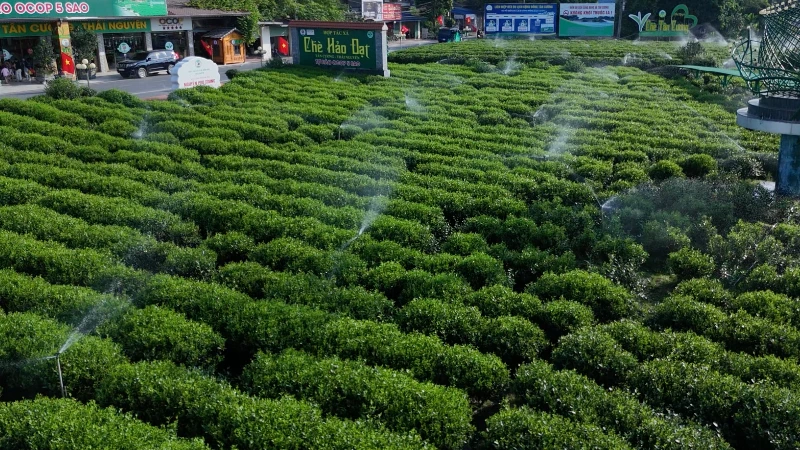 Tưới nước tiết kiệm, thông minh cho cây chè tại Hợp tác xã chè Hảo Đạt. (Ảnh: TUẤN SƠN)