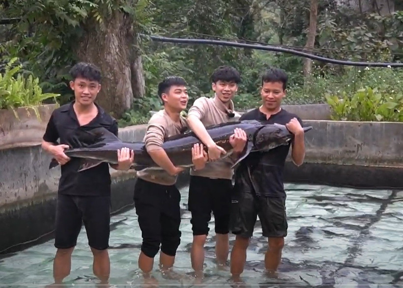 Cá tầm 50kg được nuôi tại Hợp tác xã Dương Yến, tỉnh Lai Châu.