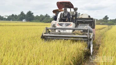 Áp dụng cơ giới hóa vào thu hoạch lúa ở tỉnh Đồng Tháp.