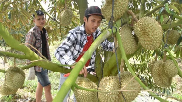 Sầu riêng là loại quả đặc sản của tỉnh Đồng Tháp.