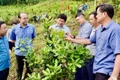 Đồng chí Lê Thành Đô (người thứ tư từ phải sang), Chủ tịch Ủy ban nhân dân tỉnh Điện Biên, thăm mô hình trồng xen cây cà-phê với mắc-ca của người dân xã Quài Nưa, huyện Tuần Giáo. (Ảnh: HÙNG TRÁNG)