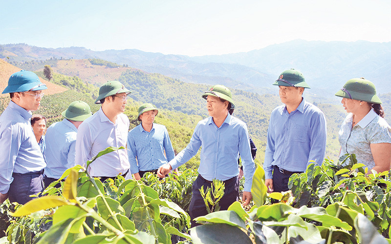 Lãnh đạo tỉnh Ðiện Biên kiểm tra các dự án phát triển nông-lâm nghiệp tại huyện Tuần Giáo. 