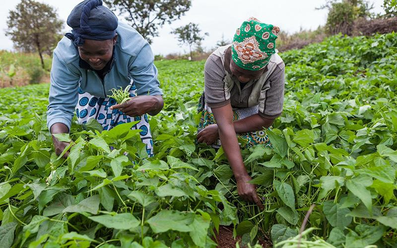 Nông dân ở Kenya canh tác nông nghiệp bền vững. (Ảnh AKDN) 