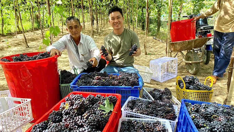 Anh Lê Trung Thu, ở phường Mỹ Bình, thành phố Phan Rang-Tháp Chàm liên kết với nông dân trồng giống nho Shiaraz tạo nguồn nguyên liệu sản xuất rượu vang nho. 