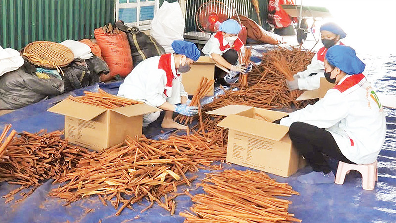 Công ty sản xuất các sản phẩm quế ống sáo, quế ống điếu, quế C, quế vuông… từ vỏ quế, để xuất khẩu sang các thị trường Ấn Ðộ, Trung Ðông... 