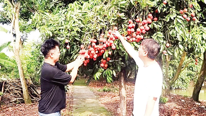 Nông dân xã Phan Sào Nam trồng vải trứng cho thu nhập cao. 