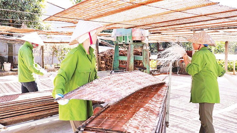 Miến dong Bình Lư đã trở thành sản phẩm chủ lực, giúp người dân làm giàu. 