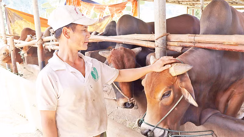 Mô hình nuôi bò thịt vỗ béo của gia đình ông Phùng Quang Mai mang lại thu nhập hơn 200 triệu đồng/năm. 