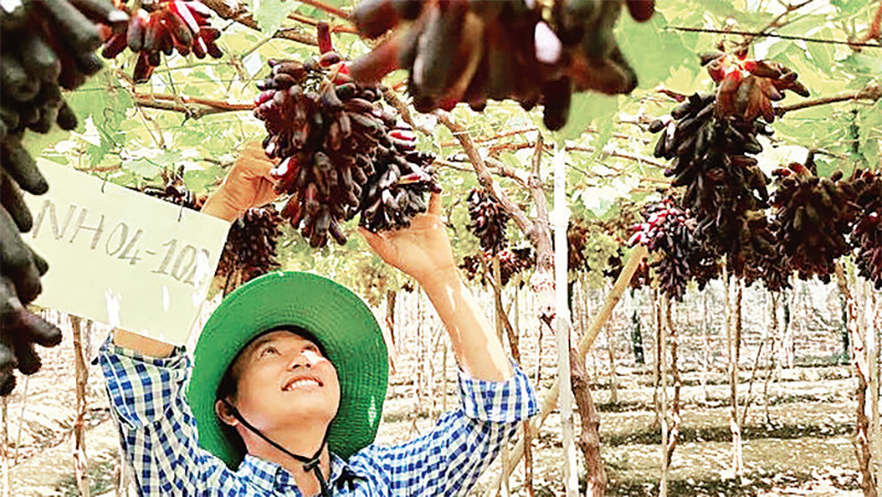 Anh Nguyễn Ðình Trí ở xã Nhơn Sơn, huyện Ninh Sơn, tỉnh Ninh Thuận tiên phong đầu tư trồng 400 gốc giống nho mới NH04-102 không hạt trên 1,5 sào tại thôn Ðắc Nhơn 3. 