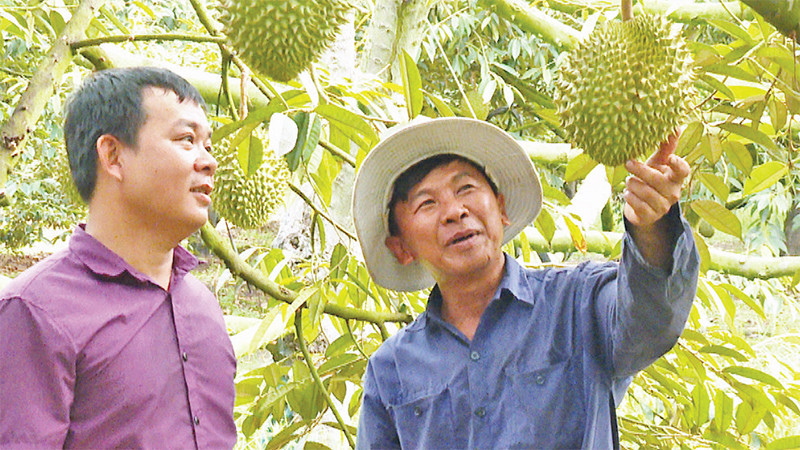 Sầu riêng Bàu Ðồn được vinh danh nhờ nguồn nước và Nhà nước. 