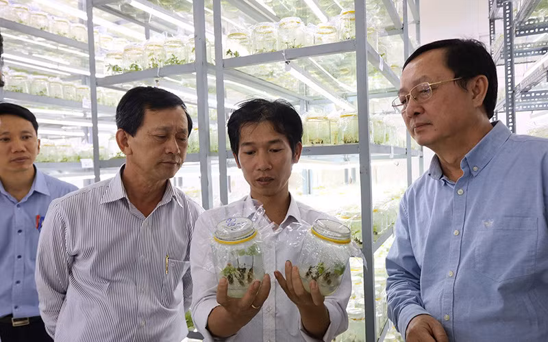 Lãnh đạo Bộ Khoa học và Công nghệ kiểm tra quy trình nhân giống sâm Ngọc Linh tại Trung tâm Ươm tạo và Hỗ trợ doanh nghiệp khoa học công nghệ (huyện Ðăk Tô, tỉnh Kon Tum). 
