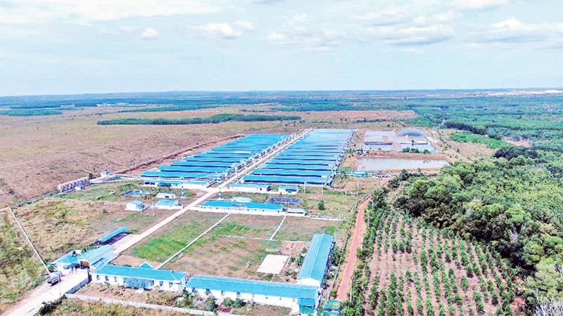 Trang trại chăn nuôi heo tại huyện Lộc Ninh, tỉnh Bình Phước. 