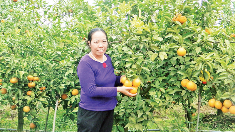 Nông dân tỉnh Hưng Yên trồng cây ăn quả có múi theo quy trình VietGAP. 