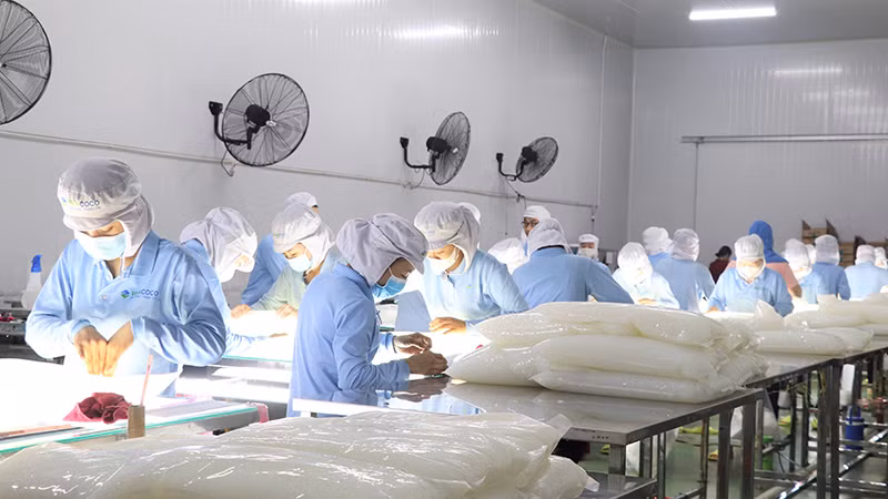 Chế biến sản phẩm thạch nha đam tại Công ty GC Food. 