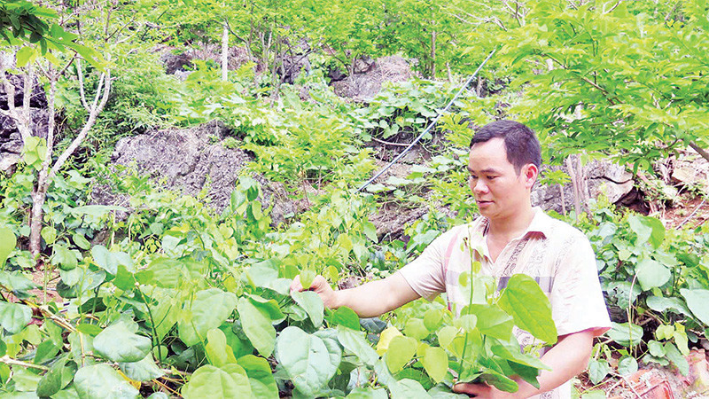Anh Lưu Anh Tuấn, ở thôn Lũng Cút, thị trấn Ðồng Mỏ (huyện Chi Lăng, Lạng Sơn) thu hái rau bò khai tại vườn của gia đình. 