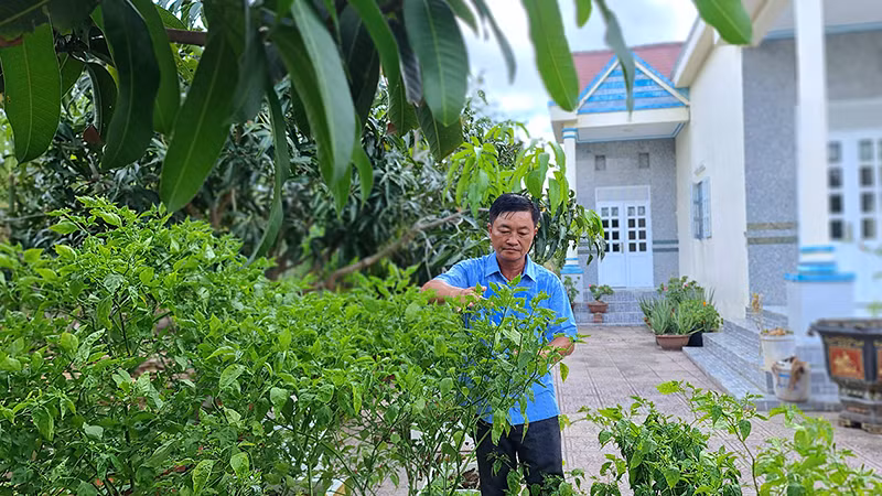 Ðảng viên Bùi Hùng Cường tranh thủ giờ nghỉ chăm sóc khu vườn với nhiều loại rau màu, cây ăn trái hệ nước ngọt. 