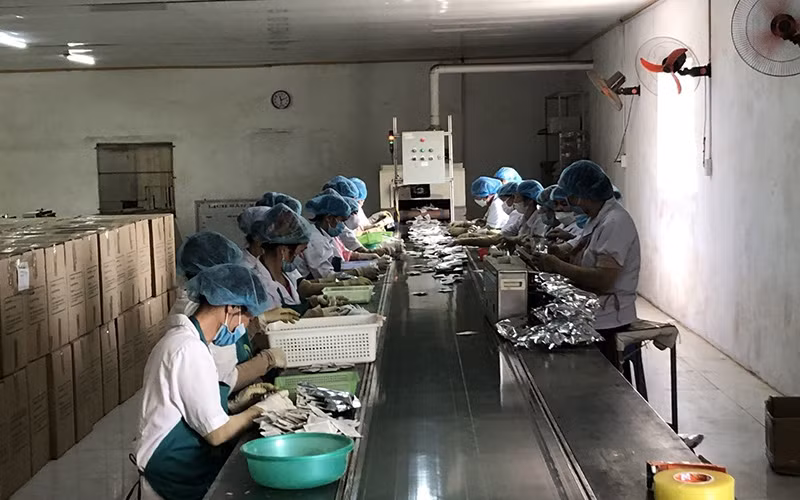 Ðóng gói sản phẩm trà thảo dược tại Công ty cổ phần Ðầu tư, thương mại, xuất nhập khẩu Thái Hưng. 