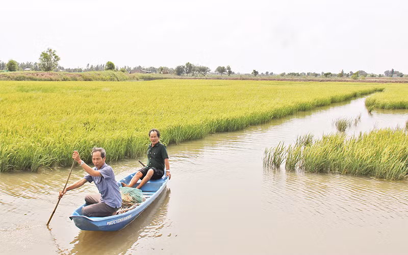Mô hình thích ứng biến đổi khí hậu mang lại hiệu quả cao cho thành viên Hợp tác xã lúa-tôm Thạnh Phú (Bến Tre). 