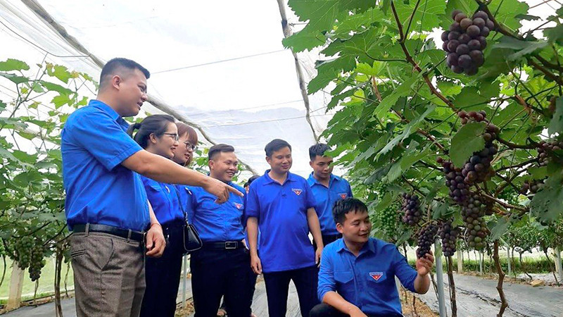 Mô hình nho Hạ đen của đoàn viên, thanh niên xã Hua Nà, huyện Than Uyên đem lại giá trị kinh tế cao. 