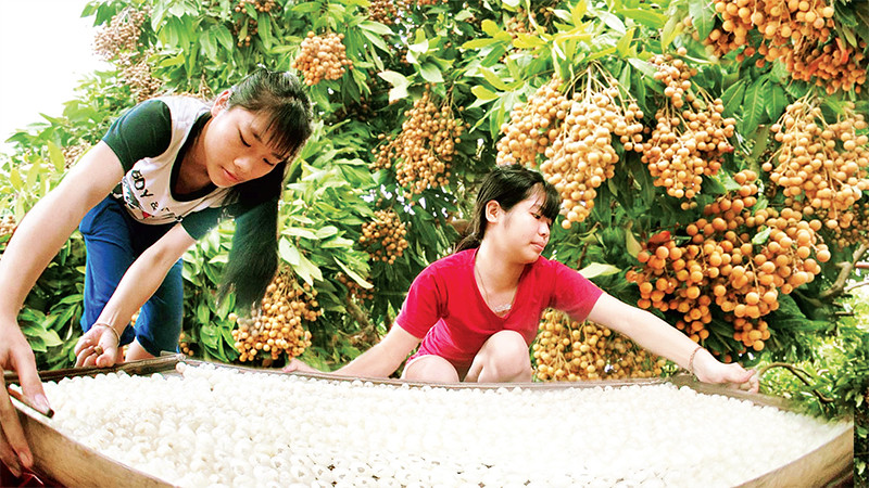 Chế biến long nhãn ở thành phố Hưng Yên. 