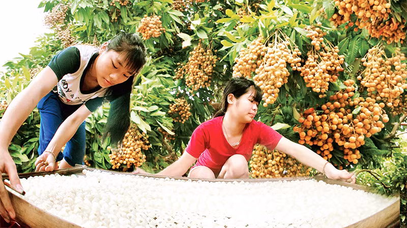 Chế biến long nhãn ở thành phố Hưng Yên. 