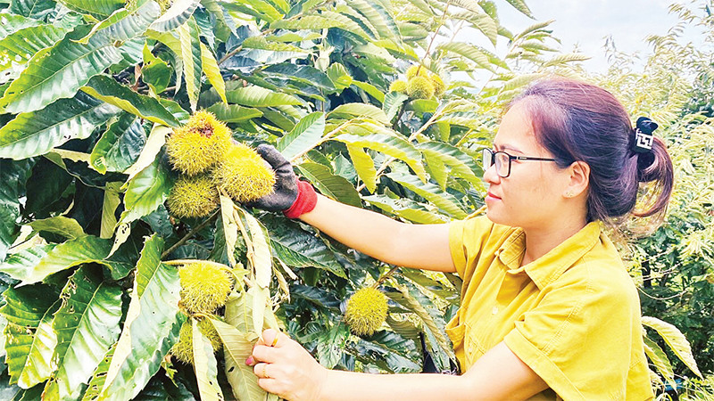 Các vườn dẻ ván không chỉ mang lại hiệu quả kinh tế mà còn mở ra tiềm năng về du lịch sinh thái. Trong ảnh: Du khách hái hạt dẻ ở Ðức Vân, Ngân Sơn. 