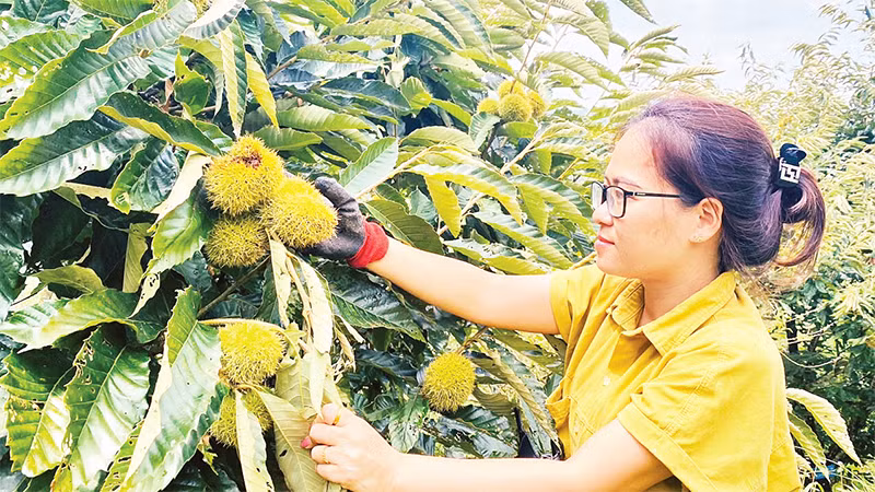 Các vườn dẻ ván không chỉ mang lại hiệu quả kinh tế mà còn mở ra tiềm năng về du lịch sinh thái. Trong ảnh: Du khách hái hạt dẻ ở Ðức Vân, Ngân Sơn. 