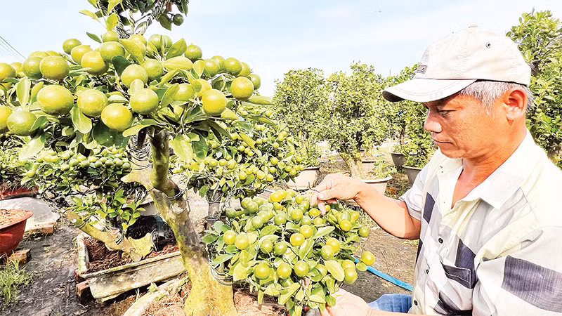 Nghệ nhân làng hoa Chợ Lách tạo hình độc đáo từ cây quất.