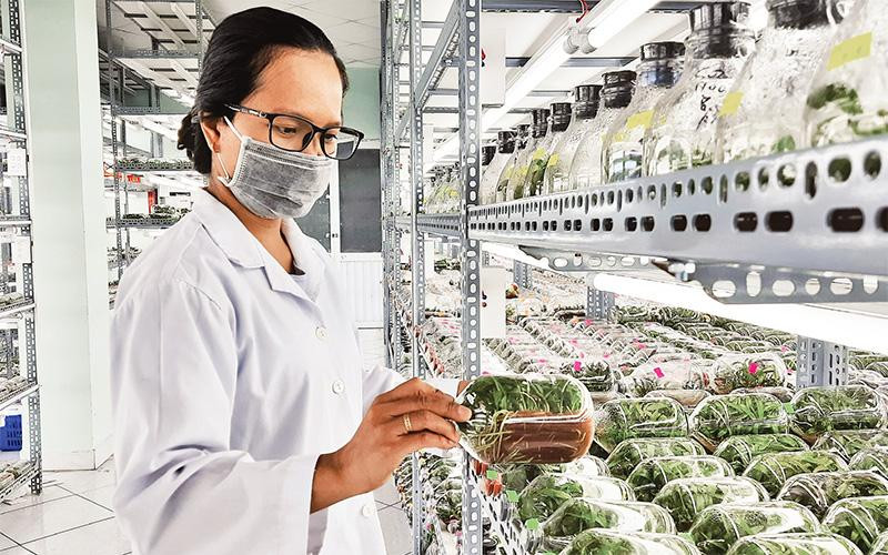 Nuôi cấy mô giống hoa lan tại phòng thí nghiệm Khu Nông nghiệp công nghệ cao, huyện Củ Chi. (Ảnh Cao Tân) 