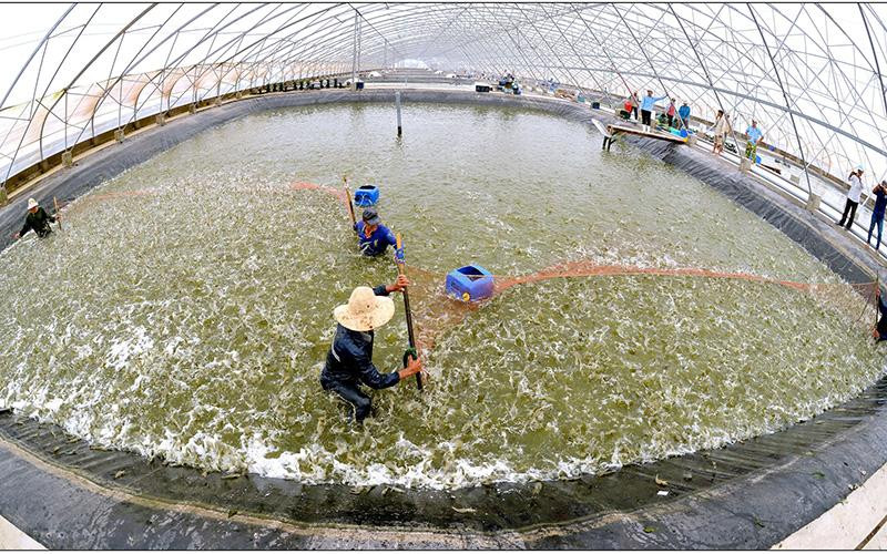 Thu hoạch tôm nuôi theo mô hình ứng dụng công nghệ cao ở Bạc Liêu. 