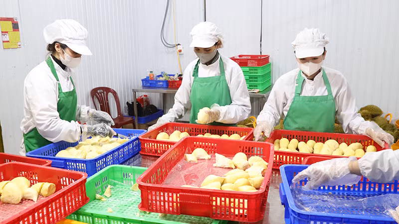 Tách múi sầu riêng cấp đông phục vụ xuất khẩu tại huyện Krông Pắc, tỉnh Ðắk Lắk. (Ảnh CÔNG LÝ) 