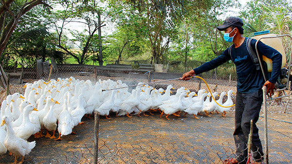 Phun thuốc khử trùng tại các hộ chăn nuôi ở huyện Cần Ðước, tỉnh Long An. (Ảnh KIM THOA) 