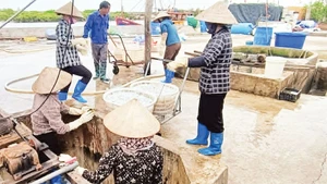 Thu hoạch sứa ở xã Hưng Phú (tỉnh Hưng Yên). 