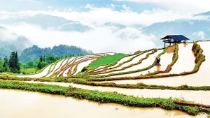 Diện tích ruộng bậc thang phân bổ đều ở hầu hết các xã vùng núi phía tây tỉnh Tuyên Quang (các xã thuộc huyện Hoàng Su Phì, tỉnh Hà Giang cũ).