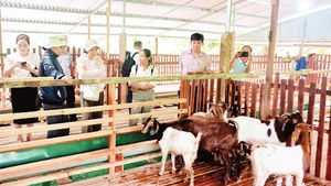 Mô hình chăn nuôi dê sinh sản tạo vùng nguyên liệu gắn với du lịch sinh thái tại tỉnh Khánh Hòa. (Ảnh: ĐỖ TUẤN)