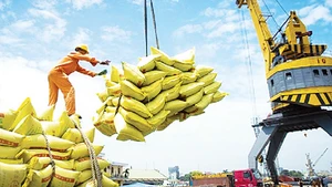 Senegal là thị trường tiềm năng cho xuất khẩu gạo của Việt Nam.