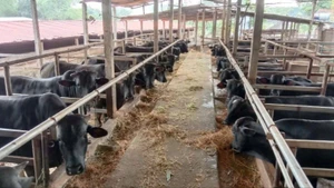 Khu vực chăn nuôi của Hợp tác xã Chăn nuôi bò và Dịch vụ sản xuất nông nghiệp Nga My (Thái Nguyên).