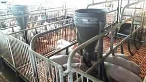 Đàn lợn nuôi tại xí nghiệp chăn nuôi heo công nghệ cao ở xã Tân Hội bị bệnh tả lợn châu Phi.