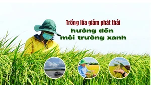 Trồng lúa giảm phát thải, hướng đến môi trường xanh