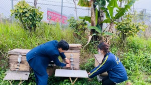 Việc áp dụng các công nghệ 4.0 trong bảo đảm chất lượng sản phẩm, minh bạch quá trình sản xuất và phân phối sản phẩm là giải pháp bền vững cho phát triển ngành ong Việt Nam.