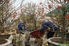 Những chậu hoa mang hơi thở Tết cổ truyền Việt Nam.